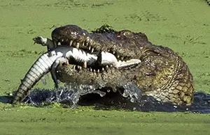Crocodile eating another crocodile