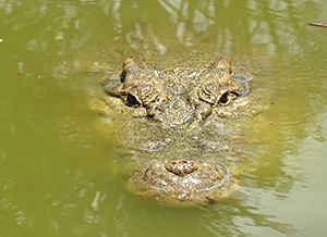 Crocodile's nose, eyes and ear-slits
