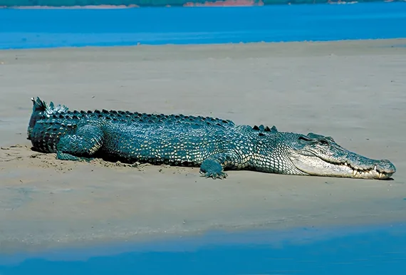 Saltwater crocodile basking on shore
