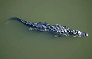 Crocodile swimming with legs tucked in