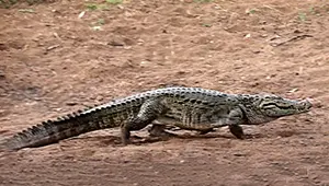 Crocodile walking