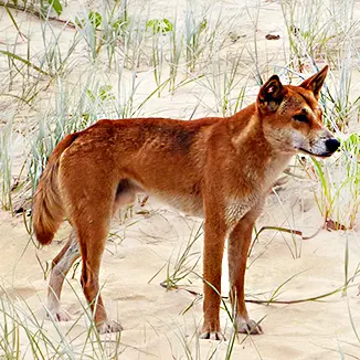 australian animals dingo