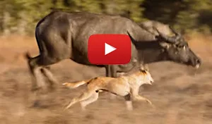 dingo chasing buffalo video
