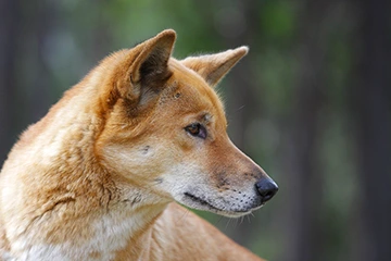 Australian dingo dog