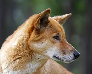 Australian dingo face