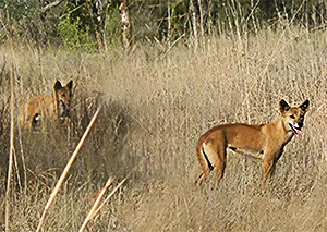 Dingo hunting in Australian Outback