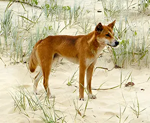 Dingo standing in Australian desert