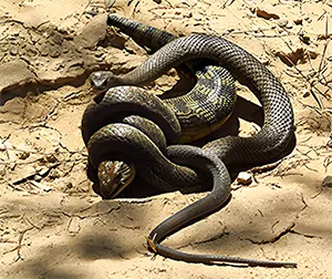 eastern brown snake capturing a blued tongued lizard