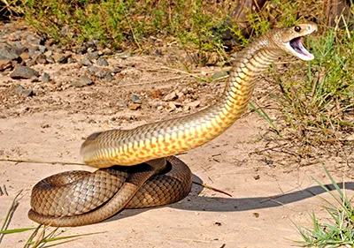 eastern brown snake ready to attack