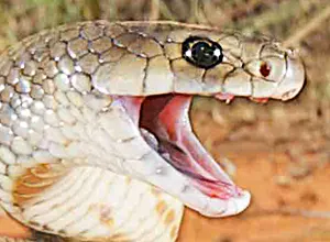 Eastern brown snake with mouth open and fangs visible