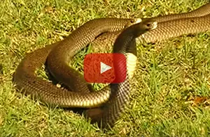 Eastern brown snakes fighing for a mate