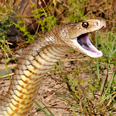 Eastern brown snake read for attack