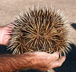 Echidna rolled up inot a ball