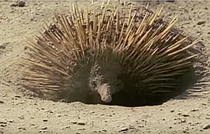 Echidna digging itself underground for protection against bushfire