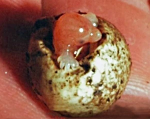 echidna hatching from its egg