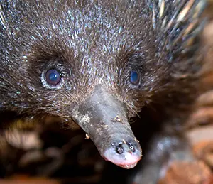 Echidna's snout with electroreceptors