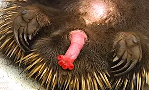 echidna four prong penis