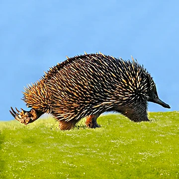 Echidna walking