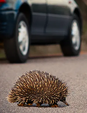 echidna crossing a busy road