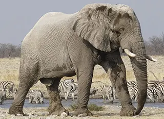 African Elephant with zebras