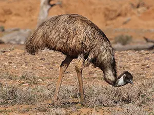 Emu eating