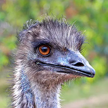Emu face