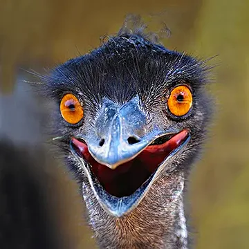 Emu face