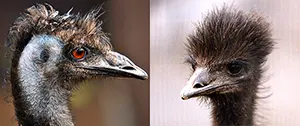 Various emu hairstyles
