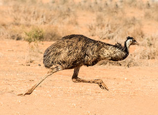 Emu running in the Australian outback