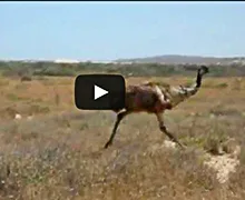 Emu running video