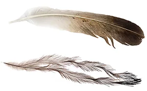 Emu feather compared to a bird feather