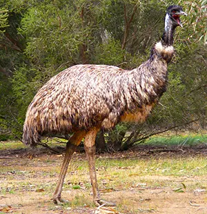 Emu Walking