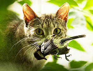 Feral Cat with bird in its mouth