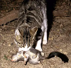 Feral Cat with bird in its mouth