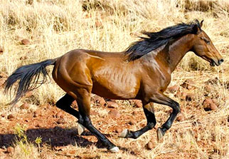 brumby galloping in the Australian Outback