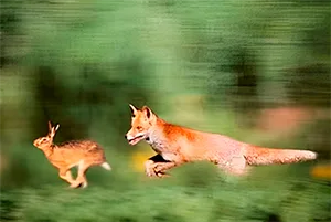 Fox chaning a rabbit
