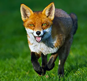 Fox running towards prey