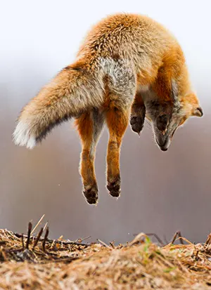 Fox pouncing on its prey