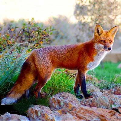 red fox or European fox