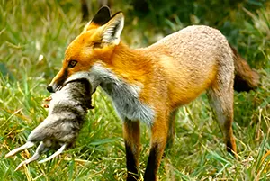 Fox with captured bandicoot