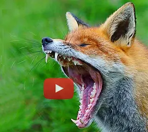 Video od souds a fox makes 