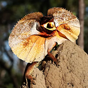 Frilled lizard in a defensive pose with its frill extended
