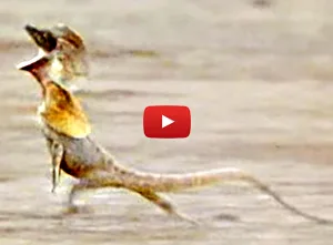 Frilled lizard running