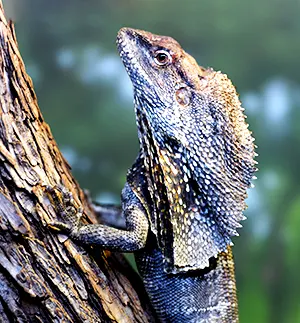 Frilled lizard climbing a tree