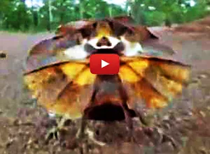 Frilled lizard attacking a human