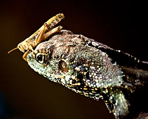 Frilled Lizard with a grasshopper on its head