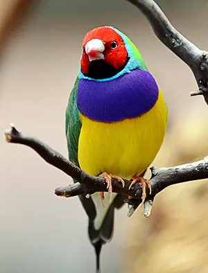 Gouldian finch perched on a branch