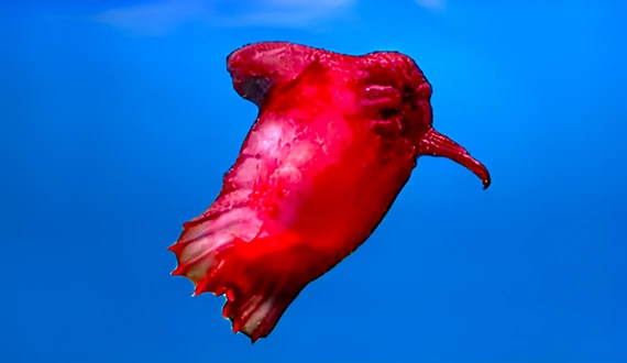 Headless Chicken Monster swimming underwater