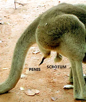 Kangaroo male reproductive organs penis and scrotum