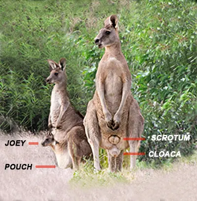 Kangaroo female with baby in pouch and male